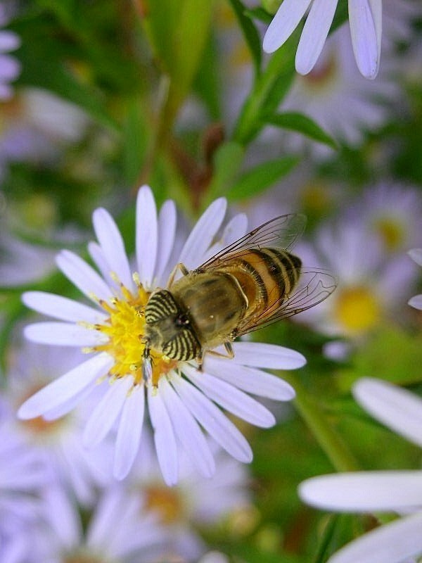 Eristalinus taeniops (Syrphidae)